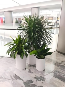 镇海盆景租赁服务好